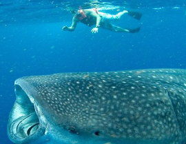 Nada con el Tiburón Ballena: La Aventura Marina de tu Vida