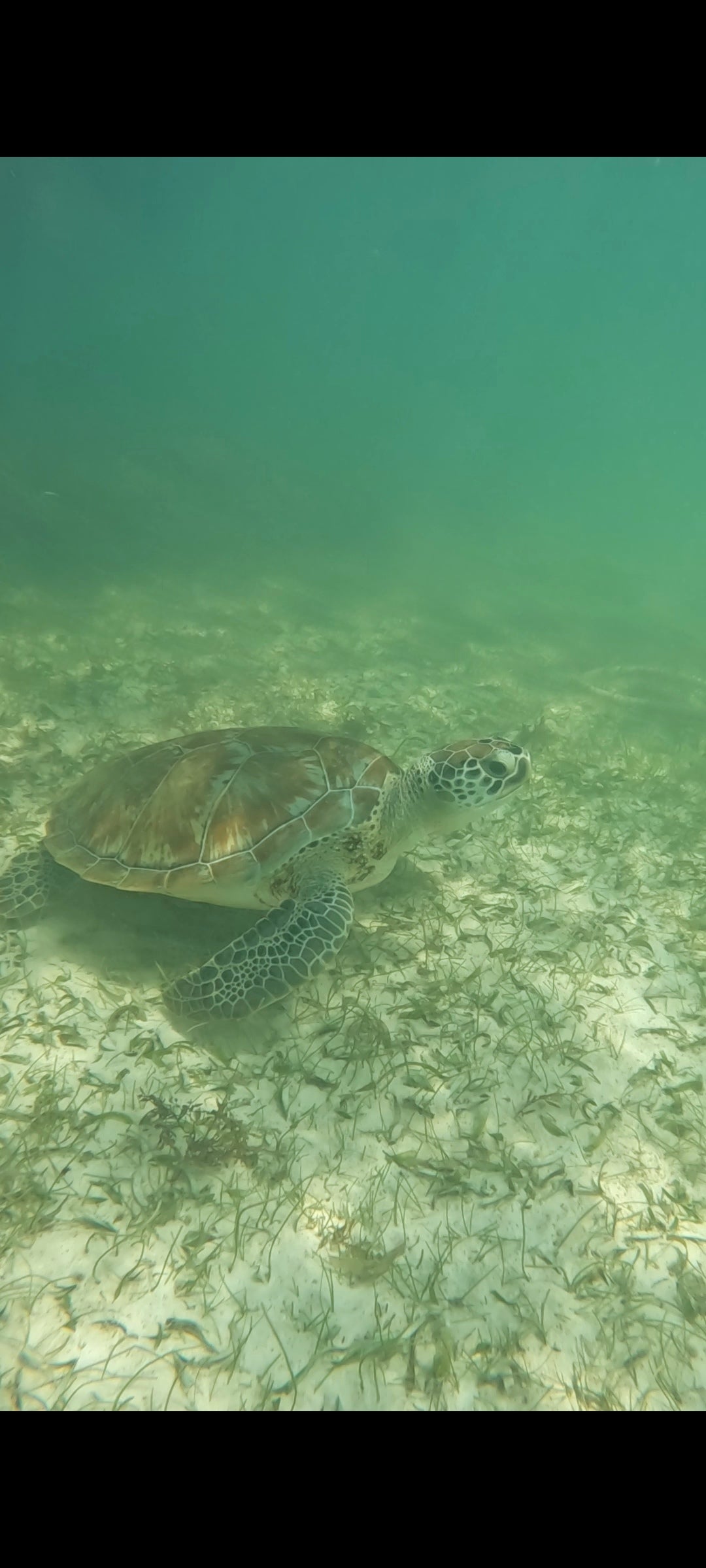 Experiencia 3 en 1 – Medio Día: Nado con Tortugas, Ruinas de Tulum y Cenotes