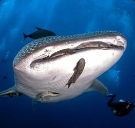 Nada con el Tiburón Ballena: La Aventura Marina de tu Vida