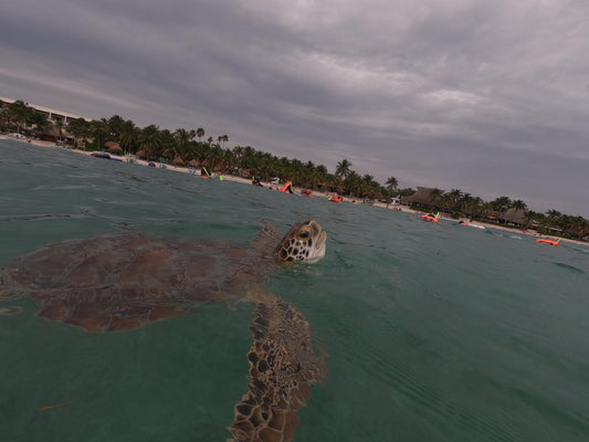 Snorkeling con Tortugas en la playa de Akumal